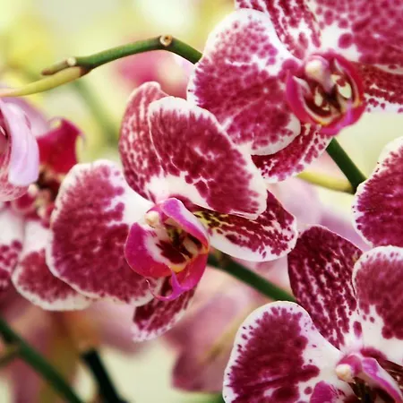 Orchidea Eger